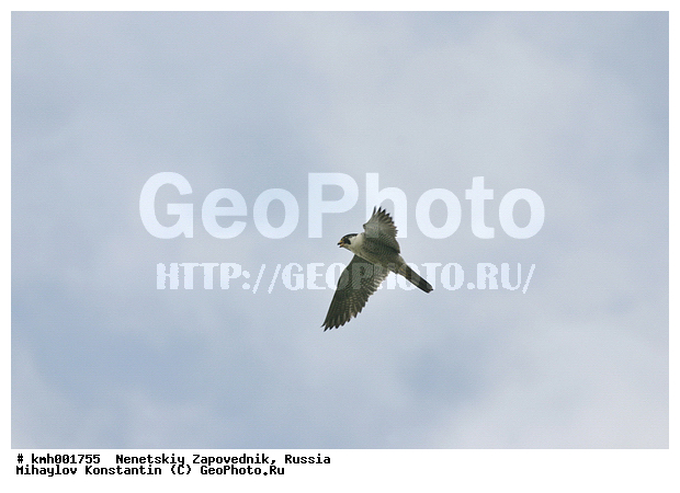 �������� ������, ��������, ��������, ��������, �����������, ������ �����, ������ �����, XYZ, ���������, Falconidae, ������, Falco peregrinus